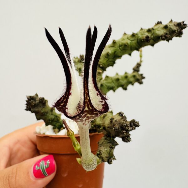 Ceropegia stapeliformis monstruosa - Imagen 7