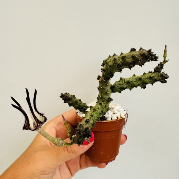 Ceropegia stapeliformis monstruosa - Imagen 5