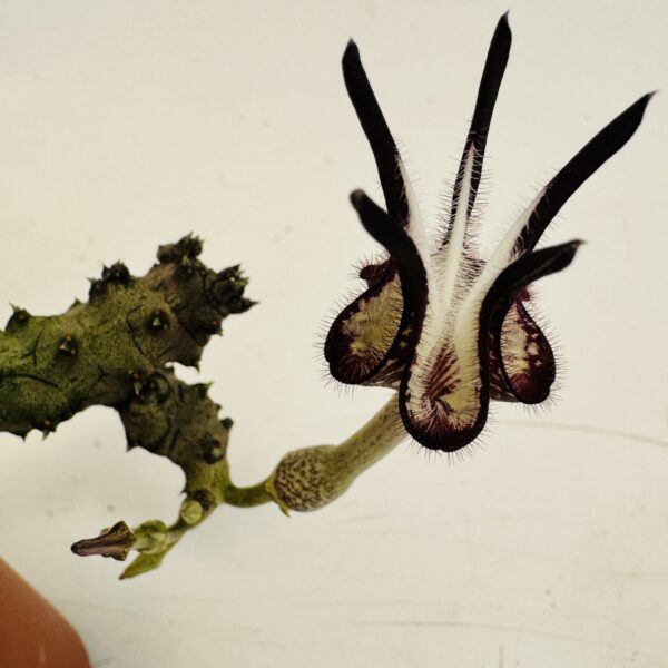 Ceropegia stapeliformis monstruosa - Imagen 6