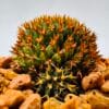Mammillaria camptotricha
