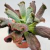 Echeveria culibra