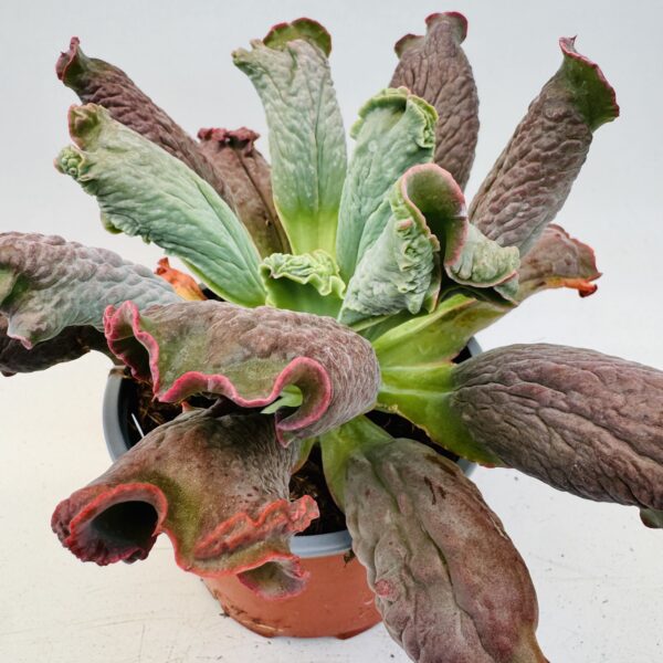 Echeveria culibra