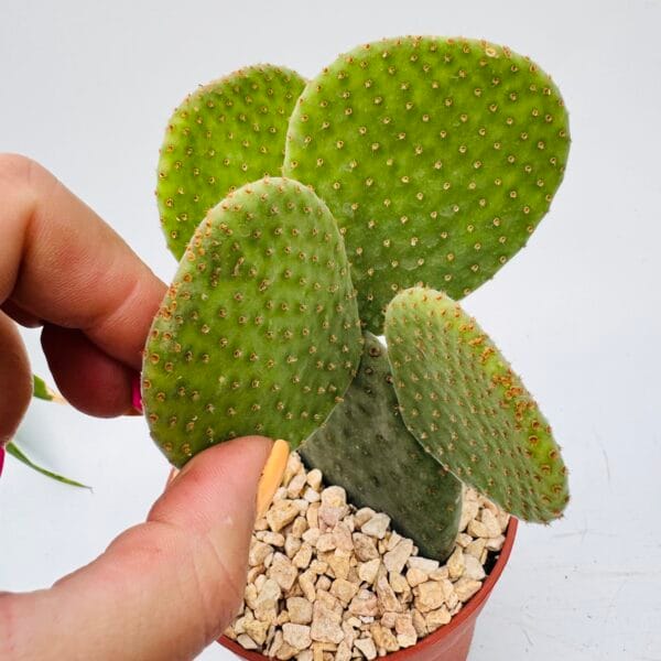Opuntia microdasys inermis - Imagen 4
