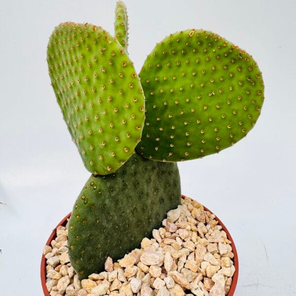 Opuntia microdasys inermis - Imagen 3