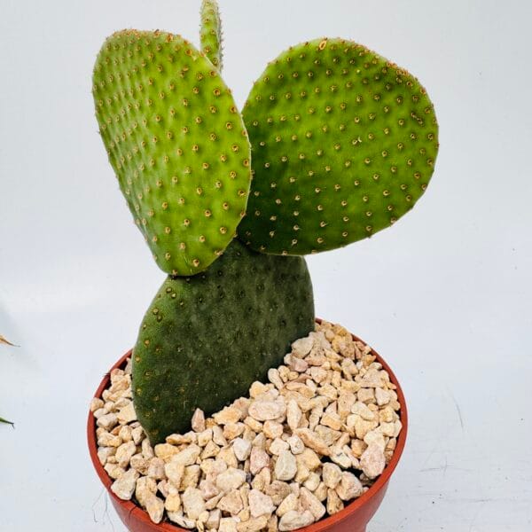 Opuntia microdasys inermis - Imagen 6