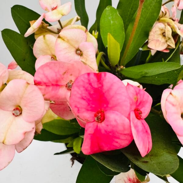 Espina de Cristo flor gigante “Charlote” - Imagen 6