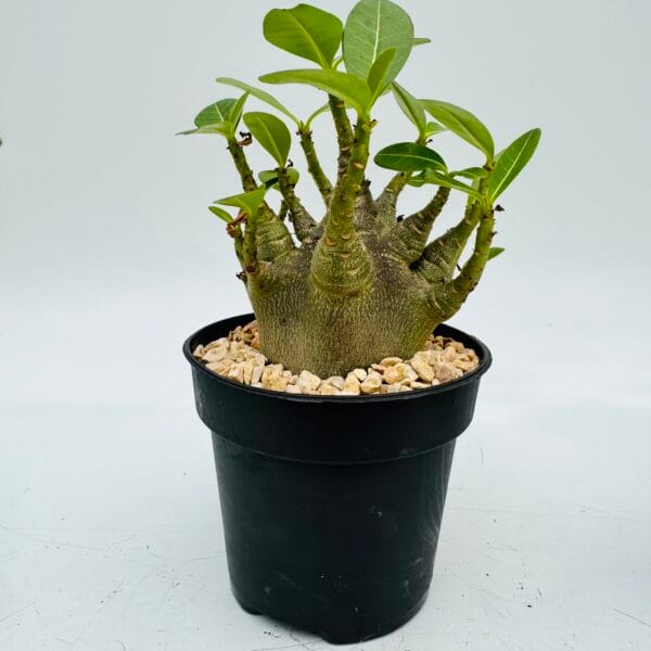 Adenium baobab - Imagen 6