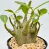 Adenium baobab