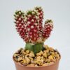 Mammillaria theresae