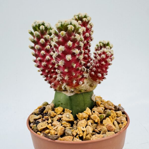 Mammillaria theresae