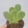 Opuntia microdasys inermis