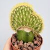 Cleistocactus winteri cristata