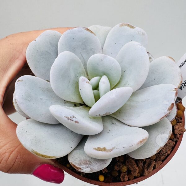 Echeveria laui