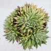 Graptopetalum filiferum