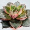 Echeveria purpusorum