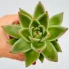 Echeveria agavoides ebony - Imagen 4