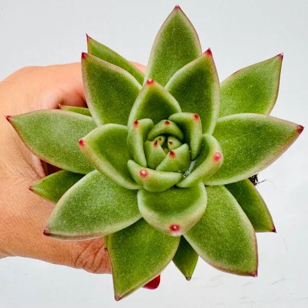 Echeveria agavoides ebony - Imagen 4