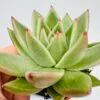 Echeveria agavoides ebony - Imagen 2
