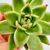 Echeveria agavoides ebony