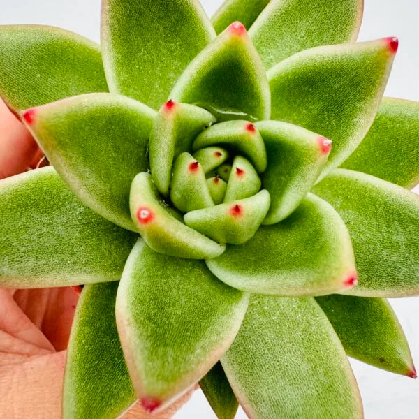 Echeveria agavoides ebony