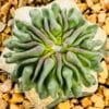 Echinofossulocactus multicostatum inermis “cactus esperma”