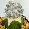 Astrophytum coahuilense hakuran monstruoso