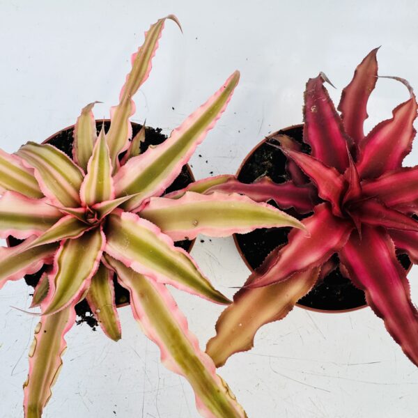 Cryptanthus bivittatus