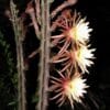 Peniocereus maculatus