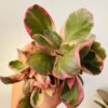 Kalanchoe blossfeldiana variegata