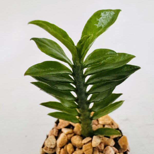 Euphorbia tithymaloides