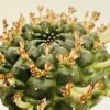 Euphorbia gymnocalycioides