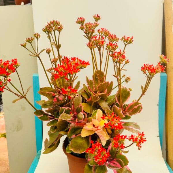 Kalanchoe blossfeldiana variegata - Imagen 3