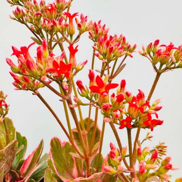 Kalanchoe blossfeldiana variegata - Imagen 5