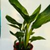 Strelitzia reginae “Ave del paraíso”