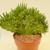 Austrocilidropuntia subulata cristata “Cactus Coral”