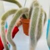 Cleistocactus vulpis cauda