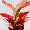 Aglaonema cherry baby