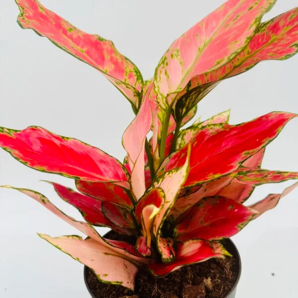 Aglaonema cherry baby
