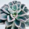 Echeveria orped