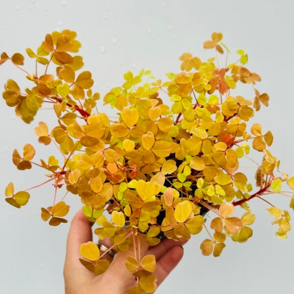 Oxalis yellow sunset velvet - Imagen 3