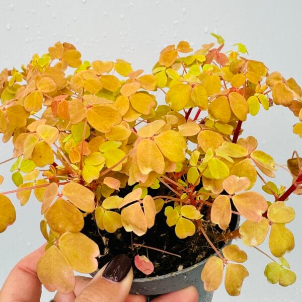 Oxalis yellow sunset velvet - Imagen 5