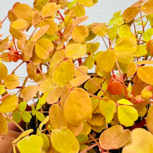 Oxalis yellow sunset velvet