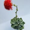 Senecio obovatus