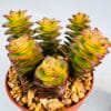Crassula perforata variegata