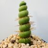 Eulychnia castanea spiralis