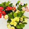 Euphorbia mili “Espina de Cristo”