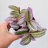 Tradescantia nanouk