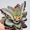 Kalanchoe tomentosa “terciopelo”
