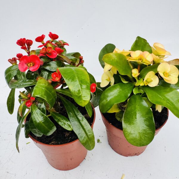 Euphorbia mili “Espina de Cristo”