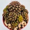 Sulcorebutia cochabambina